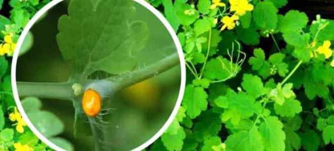 Celandine për trajtimin e kërpudhave të thonjve