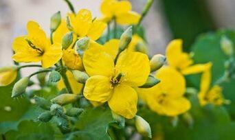 Metodat popullore të trajtimit të kërpudhave të këmbëve